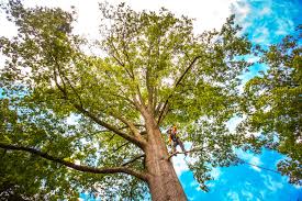 Best Tree Disease Treatment  in Oxford, AL