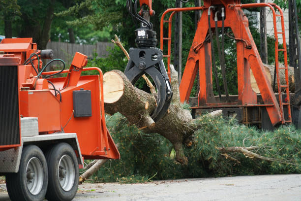 Best Tree Maintenance Programs  in Oxford, AL